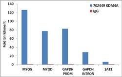 JMJD2A Recombinant Rabbit Monoclonal Antibody (6H56L3), Invitrogen 100