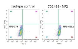 NF2 Recombinant Rabbit Monoclonal Antibody (1H27L4):Antibodies, Recombinant