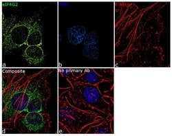 Invitrogen DAP5 Recombinant Rabbit Monoclonal Antibody (8H10L15) 100 &mu;g;