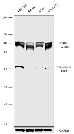 Invitrogen DAP5 Recombinant Rabbit Monoclonal Antibody (8H10L15) 100 &mu;g;