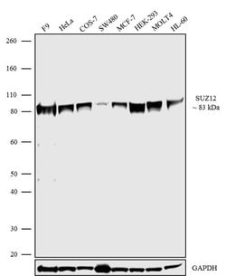 Invitrogen SUZ12 Recombinant Rabbit Monoclonal Antibody (7H26L21) 100 &mu;g;