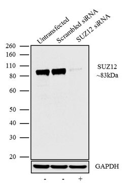 Invitrogen SUZ12 Recombinant Rabbit Monoclonal Antibody (7H26L21) 100 &mu;g;