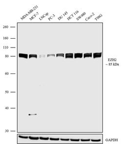 Invitrogen EZH2 Recombinant Rabbit Monoclonal Antibody (8H32L43) 100 &mu;g;