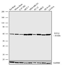 Invitrogen P2Y12 Recombinant Rabbit Monoclonal Antibody (4H5L19) 100 &mu;g;