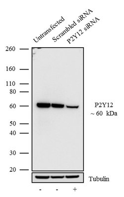Invitrogen P2Y12 Recombinant Rabbit Monoclonal Antibody (4H5L19) 100 &mu;g;