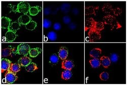 Invitrogen&trade;&nbsp;CTLA-4 Recombinant Rabbit Monoclonal Antibody (11H7L17)