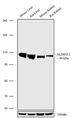 Invitrogen ALDH1L1 Recombinant Rabbit Monoclonal Antibody (19H14L20) 100