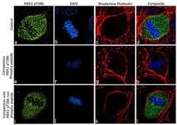 Invitrogen Phospho-MEK1 (Thr386) Recombinant Rabbit Monoclonal Antibody