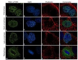 Invitrogen Phospho-MEK1 (Thr386) Recombinant Rabbit Monoclonal Antibody