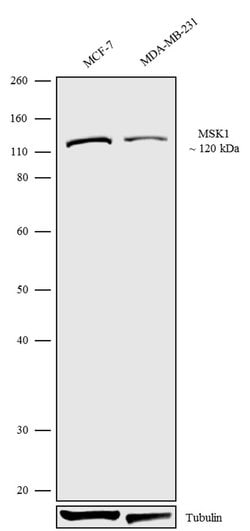 Invitrogen MSK1 Recombinant Rabbit Monoclonal Antibody (4H15L51) 100 &mu;g;