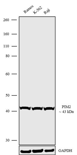 Invitrogen PIM2 Recombinant Rabbit Monoclonal Antibody (5H66L51) 100 &mu;g;