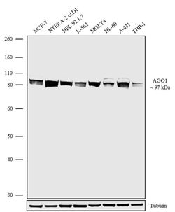 Invitrogen AGO1 Recombinant Rabbit Monoclonal Antibody (6H1L4) 100 &mu;g;