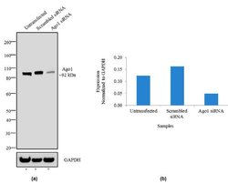 Invitrogen AGO1 Recombinant Rabbit Monoclonal Antibody (6H1L4) 100 &mu;g;
