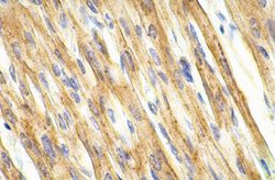 Invitrogen Connexin 43 Polyclonal Antibody 50 &mu;g; Unconjugated:Antibodies,