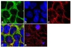 Invitrogen™ CCL5 (RANTES) Recombinant Superclonal™ Antibody (25HCLC)