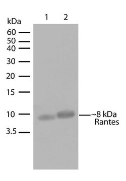 Invitrogen CCL5 (RANTES) Recombinant Superclonal Antibody (25HCLC) 100