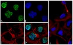 Invitrogen c-Myc Recombinant Superclonal Antibody 100 &mu;g; Unconjugated:Antibodies,