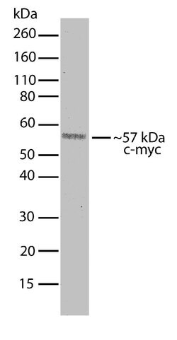 Invitrogen c-Myc Recombinant Superclonal Antibody 100 &mu;g; Unconjugated:Antibodies,