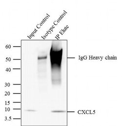 Invitrogen CXCL5 Recombinant Superclonal Antibody (9HCLC) 100 &mu;g; Unconjugated:Antibodies,