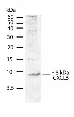 Invitrogen CXCL5 Recombinant Superclonal Antibody (9HCLC) 100 &mu;g; Unconjugated:Antibodies,