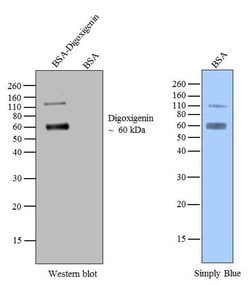 Invitrogen Digoxigenin Recombinant Superclonal Antibody (9HCLC) 100 &mu;g;