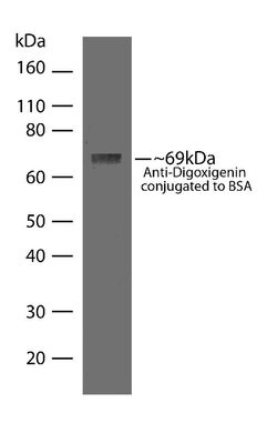 Invitrogen Digoxigenin Recombinant Superclonal Antibody (9HCLC) 100 &mu;g;
