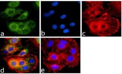Invitrogen BMP-2 Recombinant Superclonal Antibody (18HCLC) 100 &mu;g; Unconjugated:Antibodies,