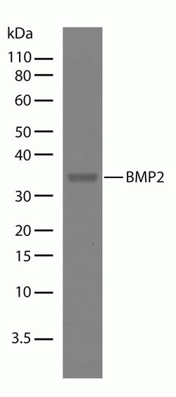 Invitrogen BMP-2 Recombinant Superclonal Antibody (18HCLC) 100 &mu;g; Unconjugated:Antibodies,