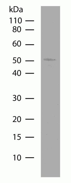 Invitrogen PEP12 Recombinant Superclonal Antibody (7HCLC) 100 &mu;g; Unconjugated:Antibodies,