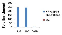 NFkB p65 Recombinant Polyclonal Antibody (4-2HCLC), Invitrogen 100 &mu;g;