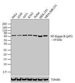 NFkB p65 Recombinant Polyclonal Antibody (4-2HCLC), Invitrogen 100 &mu;g;
