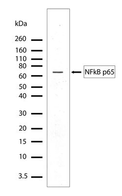 NFkB p65 Recombinant Polyclonal Antibody (4-2HCLC), Invitrogen 100 &mu;g;