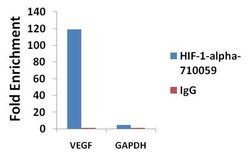 Invitrogen HIF1A Recombinant Superclonal Antibody (16HCLC) 100 &mu;g; Unconjugated:Antibodies,