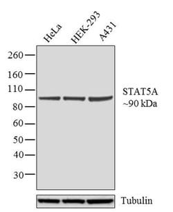 STAT5 alpha Recombinant Polyclonal Antibody (8HCLC), Invitrogen 100 &mu;g | Buy Online | Thermo Scientific | Fisher Scientific