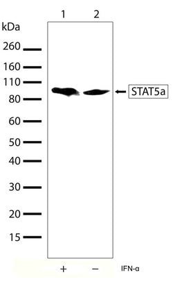 STAT5 alpha Recombinant Polyclonal Antibody (8HCLC), Invitrogen 100 &mu;g | Buy Online | Thermo Scientific | Fisher Scientific