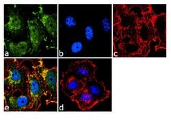 Invitrogen&trade;&nbsp;STAT3 Recombinant Superclonal&trade; Antibody