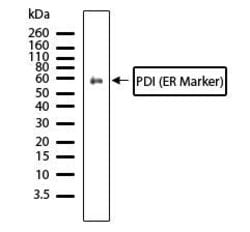 Invitrogen PDIA2 Recombinant Superclonal Antibody (7HCLC) 100 &mu;g; Unconjugated:Antibodies,