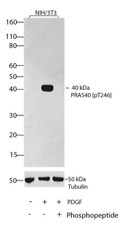 Invitrogen Phospho-PRAS40 (Thr246) Recombinant Superclonal Antibody (8HCLC)