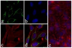 Invitrogen Phospho-PRAS40 (Thr246) Recombinant Superclonal Antibody (8HCLC)