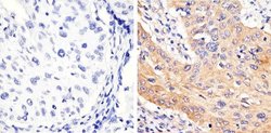 Invitrogen Phospho-STAT3 (Tyr705) Recombinant Superclonal Antibody (3HCLC)