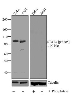 Invitrogen Phospho-STAT3 (Tyr705) Recombinant Superclonal Antibody (3HCLC)