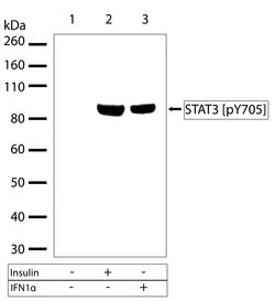 Invitrogen Phospho-STAT3 (Tyr705) Recombinant Superclonal Antibody (3HCLC)