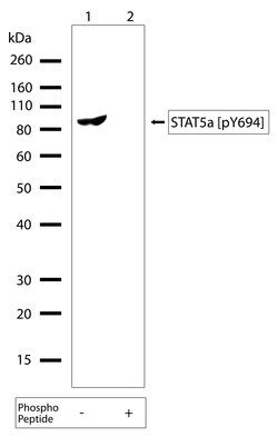 Invitrogen Phospho-STAT5 alpha (Tyr694) Recombinant Superclonal Antibody