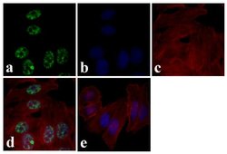 Invitrogen Phospho-AMPK alpha-1,2 (Thr183, Thr172) Recombinant Superclonal