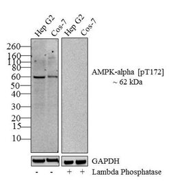 Invitrogen Phospho-AMPK alpha-1,2 (Thr183, Thr172) Recombinant Superclonal