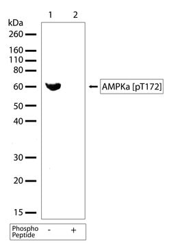 Invitrogen Phospho-AMPK alpha-1,2 (Thr183, Thr172) Recombinant Superclonal