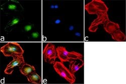 Invitrogen Phospho-AS160 (Thr642) Recombinant Superclonal Antibody (10HCLC)