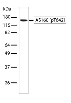 Invitrogen Phospho-AS160 (Thr642) Recombinant Superclonal Antibody (10HCLC)