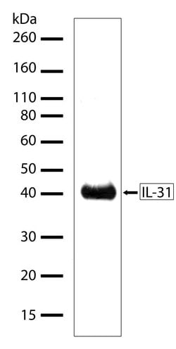 Invitrogen IL-31 Recombinant Superclonal Antibody (15HCLC) 100 &mu;g; Unconjugated:Antibodies,