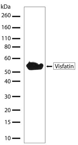 Invitrogen NAMPT Recombinant Superclonal Antibody (21HCLC) 100 &mu;g; Unconjugated:Antibodies,